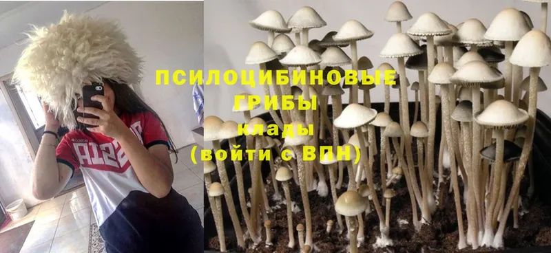 кракен   Арсеньев  Псилоцибиновые грибы Cubensis 